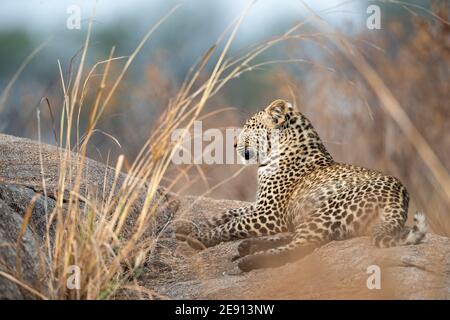 Ein junger Leopard ruht auf einem Felsen Stockfoto