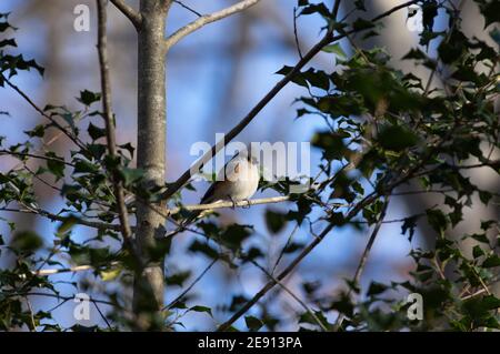 Tufted Titmouse (Baeolophus bicolor) in Stechpalme, Green Spring Gardens, Alexandria, VA Stockfoto