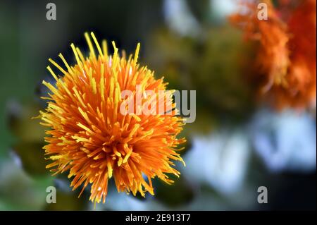 Nahaufnahme des blühenden Orangen-Saflor in der Sommerzeit Stockfoto