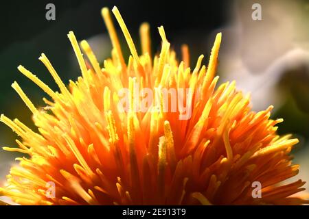 Nahaufnahme des blühenden Orangen-Saflor in der Sommerzeit Stockfoto