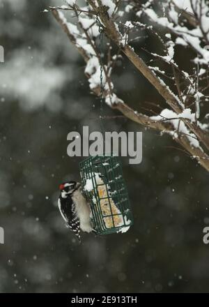 Specht (Dryobates pubescens) am Futterhäuschen im Winter Stockfoto