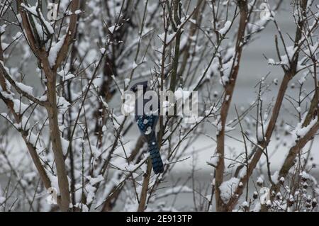 Blauhäher (Cyanocitta cristata) im Winter bei Schneefall Stockfoto