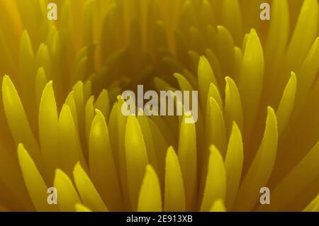Nahaufnahme der Chrysantheme Stockfoto