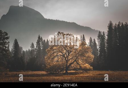 Hintergrundbeleuchteter Black Tree in orange Herbstfarben im Yosemite Stockfoto