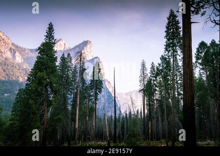 Pinien im Yosemite Valley, umgeben von majestätischen Klippen Stockfoto