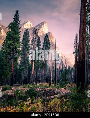 Pinien im Yosemite Valley umgeben von majestätischen Klippen, vertikales Foto Stockfoto