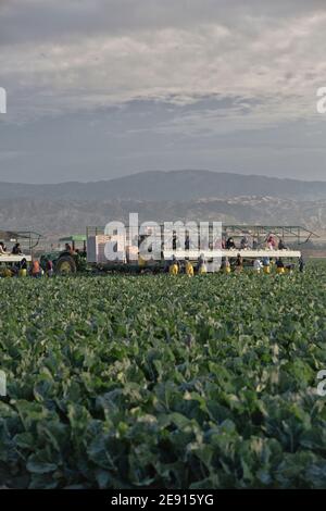 Hispanische Landarbeiter Ernte - Verpackung Bio-Blumenkohl Brassica oleracea var. Botrytis', John Deere Traktor, frühes Morgenlicht, Kalifornien. Stockfoto