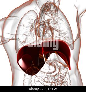 Membran menschliche Atemwege Anatomie für medizinisches Konzept 3D Illustration Stockfoto