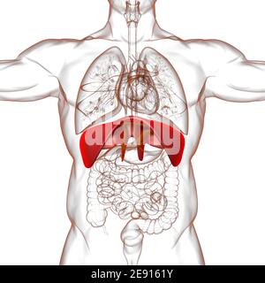 Membran menschliche Atemwege Anatomie für medizinisches Konzept 3D Illustration Stockfoto