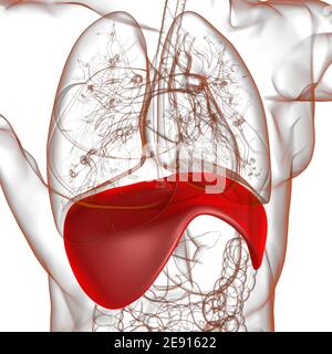 Membran menschliche Atemwege Anatomie für medizinisches Konzept 3D Illustration Stockfoto
