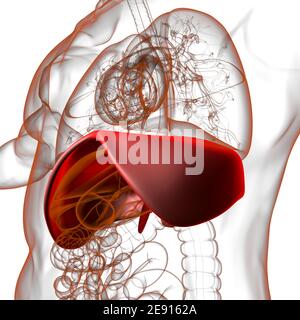 Membran menschliche Atemwege Anatomie für medizinisches Konzept 3D Illustration Stockfoto