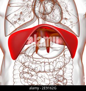 Membran menschliche Atemwege Anatomie für medizinisches Konzept 3D Illustration Stockfoto