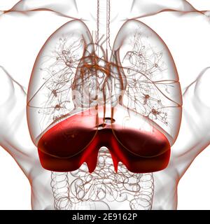 Membran menschliche Atemwege Anatomie für medizinisches Konzept 3D Illustration Stockfoto