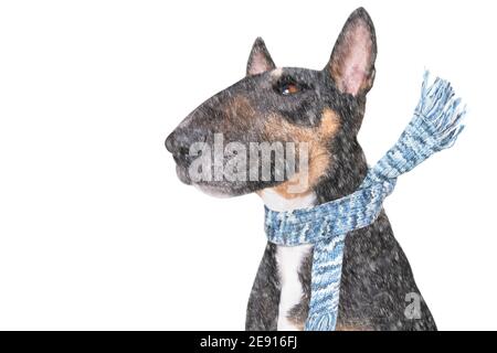 Miniatur Bull Terrier Hund bei Regen und Schnee schlechtes Wetter Bereit für einen Spaziergang mit Leine und Schal Stockfoto