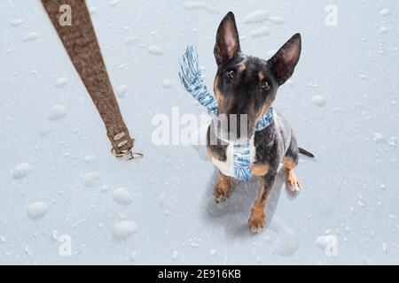 Miniatur Bull Terrier Hund bei Regen und Schnee schlechtes Wetter Bereit für einen Spaziergang mit Leine und Schal Stockfoto