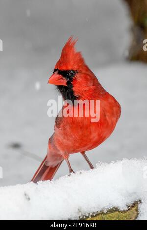 Cardinalis cardinalis im Schnee - Singvogel im Schnee ... Ein Singvogel sucht Nahrung während eines Winterschneesturms in der Nähe von Philadelphia PA Vereinigte Staaten von Amerika Stockfoto