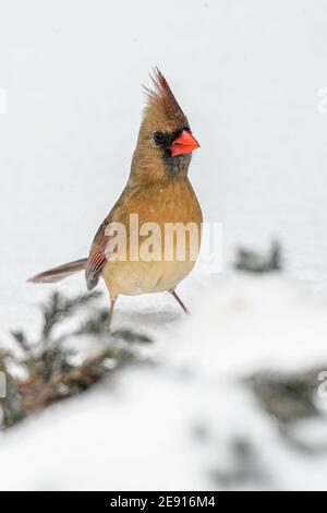 Cardinalis cardinalis im Schnee - Singvogel im Schnee ... Ein Singvogel sucht Nahrung während eines Winterschneesturms in der Nähe von Philadelphia PA Vereinigte Staaten von Amerika Stockfoto