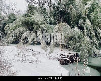 Bambusschnee - verschneite Bambusbäume - ein Winterschneesturm Hinterlässt mehrere Zentimeter Schnee auf einem Bambusoideae Wald / Bambushain - Bambusstock und Bambusblätter nach einem Starker Schnee Stockfoto