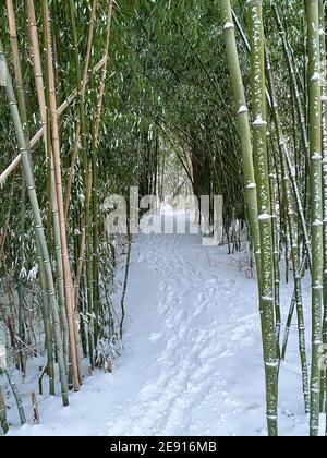 Bambusschnee - verschneite Bambusbäume - ein Winterschneesturm Hinterlässt mehrere Zentimeter Schnee auf einem Bambusoideae Wald / Bambushain - Bambusstock und Bambusblätter nach einem Starker Schnee Stockfoto