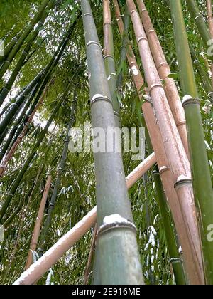 Bambusschnee - verschneite Bambusbäume - ein Winterschneesturm Hinterlässt mehrere Zentimeter Schnee auf einem Bambusoideae Wald / Bambushain - Bambusstock und Bambusblätter nach einem Starker Schnee Stockfoto