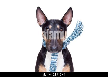Miniatur Bull Terrier Hund bei Regen und Schnee schlechtes Wetter Bereit für einen Spaziergang mit Leine und Schal Stockfoto
