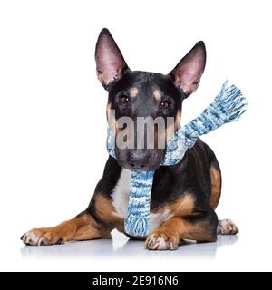 Miniatur Bull Terrier Hund bei Regen und Schnee schlechtes Wetter Bereit für einen Spaziergang mit Leine und Schal Stockfoto