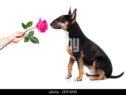 Miniatur Bull Terrier Hund auf Valentinstag Liebe Herzform mit Ich liebe dich Zeichen als Hintergrund isoliert auf weiß Stockfoto