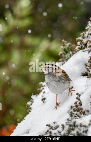 Weißkehlschnee - ein Zonotrichia albicollis singvogel / Lied Vogel sucht nach Nahrung während eines Winterschneesturms in der Nähe von Philadelphia PA Vereinigte Staaten von Amerika - Stockfoto