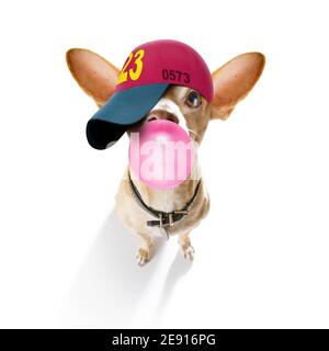 Cool Casual Look chihuahua Hund trägt eine Baseballmütze oder Hut, sportlich und fit, Kaugummi Kaugummi Stockfoto