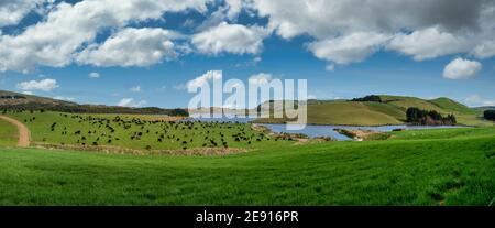 Landwirtschaftliche ländliche Weidefelder mit Kühen auf dem Grün grasen Weide in der Nähe von Hang Point in der Catlins Landschaft Stockfoto