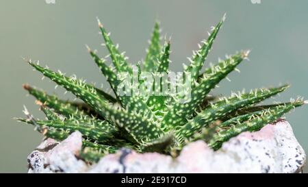 Detail von Haworthia blättrige Aloe. Wunderschöne Wüstenpflanze Stockfoto