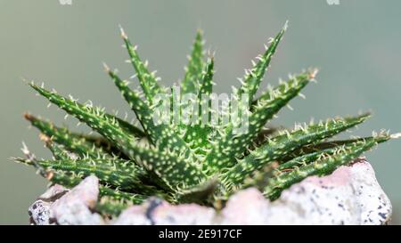 Detail von Haworthia blättrige Aloe. Wunderschöne Wüstenpflanze Stockfoto