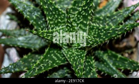 Detail von Haworthia blättrige Aloe. Wunderschöne Wüstenpflanze Stockfoto