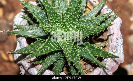 Detail von Haworthia blättrige Aloe. Wunderschöne Wüstenpflanze Stockfoto