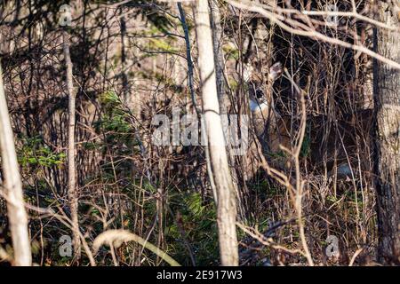 Weißschwanz-Hirsch (odocoileus virginianus) Blick durch die Wisconsin dicken Pinsel, horizontal Stockfoto