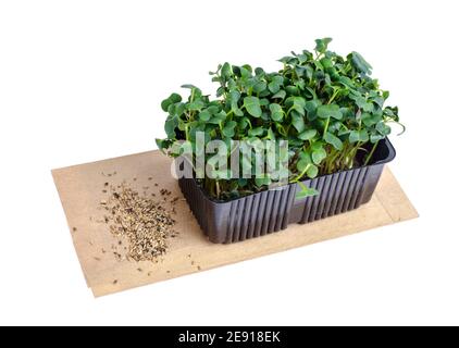 Microgreens. Wächst aus Samen zu Hause. Studio Foto Stockfoto