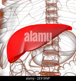 Leber 3D Illustration menschliche Verdauungssystem Anatomie für medizinisches Konzept Stockfoto