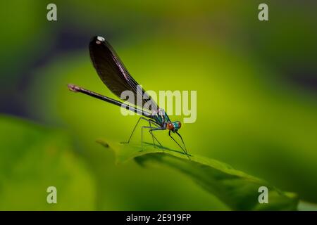 Eine Ebony Jewelwing Damselfly (Calopteryx maculata), die auf dem Rand eines Blattes thront. Stockfoto