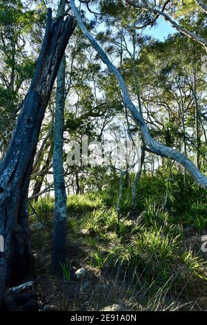 Ein Blick auf den Wald am Myall Lake in NSW Stockfoto