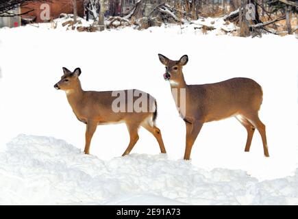 Zwei Weißschwanzhirsche, die im Schnee bei Mission Marsh stehen, Stockfoto