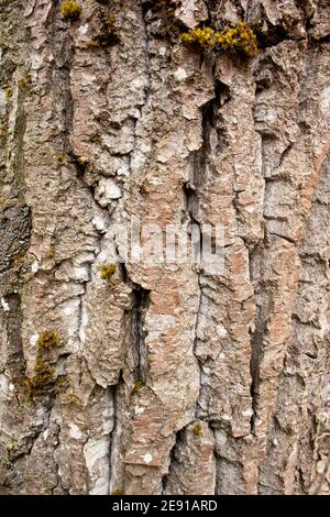 Die furchte Rinde eines schwarzen Baumwollbaums, Populus trichocarpa, entlang des Callahan Creek, in Troy, Montana. Stockfoto