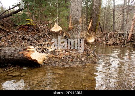 Biber (Castor canadensis) Schäden an schwarzen Baumwollholzbäumen, Populus trichocarpa, in einem sumpfigen Gebiet am Callahan Creek, in Troy, Montana. Dieser Baum Stockfoto