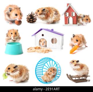 Set von lustigen Hamster auf weißem Hintergrund Stockfoto