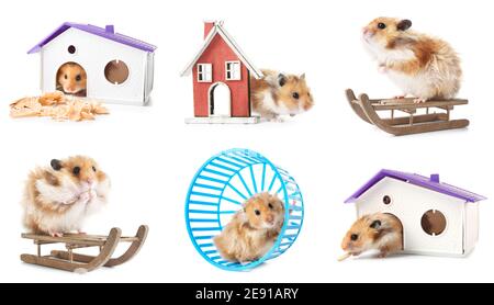 Set von lustigen Hamster auf weißem Hintergrund Stockfoto