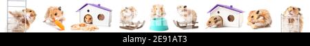 Set von lustigen Hamster auf weißem Hintergrund Stockfoto
