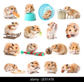 Set von lustigen Hamster auf weißem Hintergrund Stockfoto