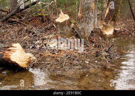 Biber (Castor canadensis) Schäden an schwarzen Baumwollholzbäumen, Populus trichocarpa, in einem sumpfigen Gebiet am Callahan Creek, in Troy, Montana. Dieser Baum Stockfoto