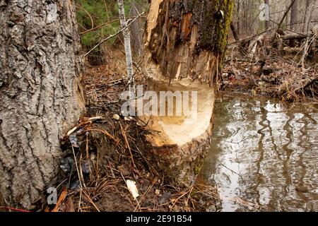 Biber (Castor canadensis) Schäden an einem schwarzen Baumwollholzbaum, Populus trichocarpa, in einem sumpfigen Gebiet am Callahan Creek, in Troy, Montana. Diese Tre Stockfoto