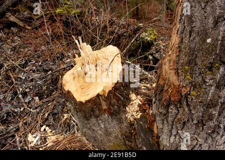 Biber (Castor canadensis) Schäden an einem schwarzen Baumwollholzbaum, Populus trichocarpa, in einem sumpfigen Gebiet am Callahan Creek, in Troy, Montana. Diese Tre Stockfoto