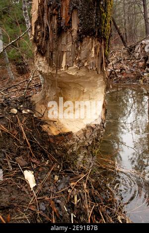 Biber (Castor canadensis) Schäden an Ba Mangel Baumwollholz Baum, Populus trichocarpa, in einem sumpfigen Gebiet entlang Callahan Creek, in Troy, Montana. Diese Tre Stockfoto